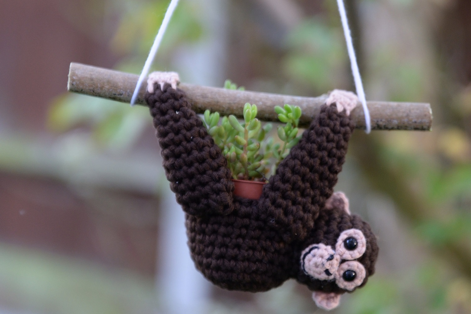 Chimpanzee