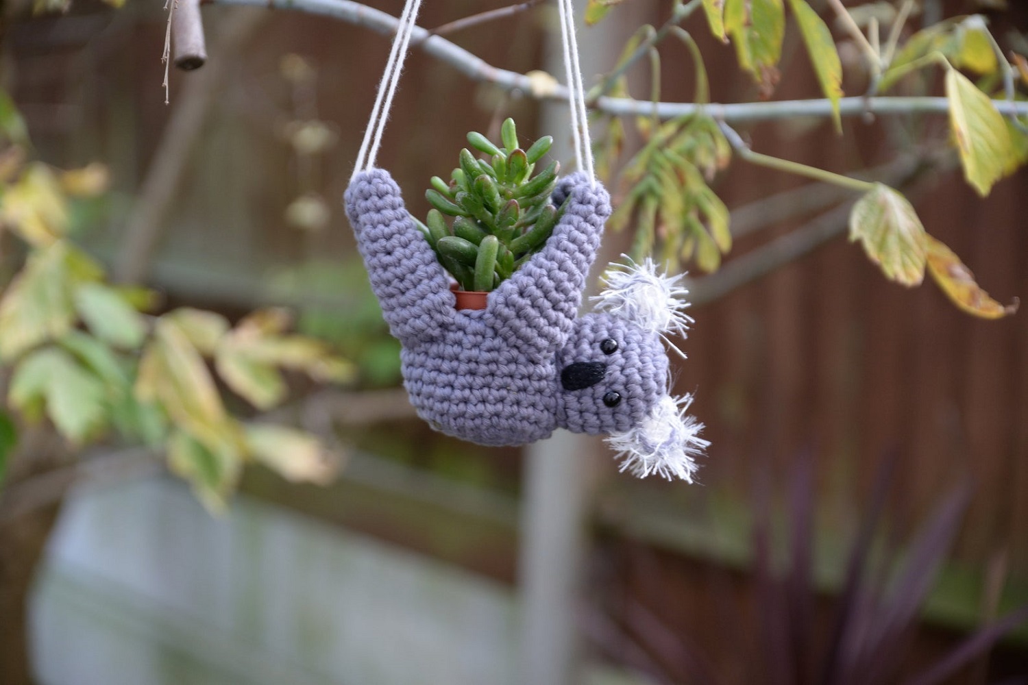 Koala