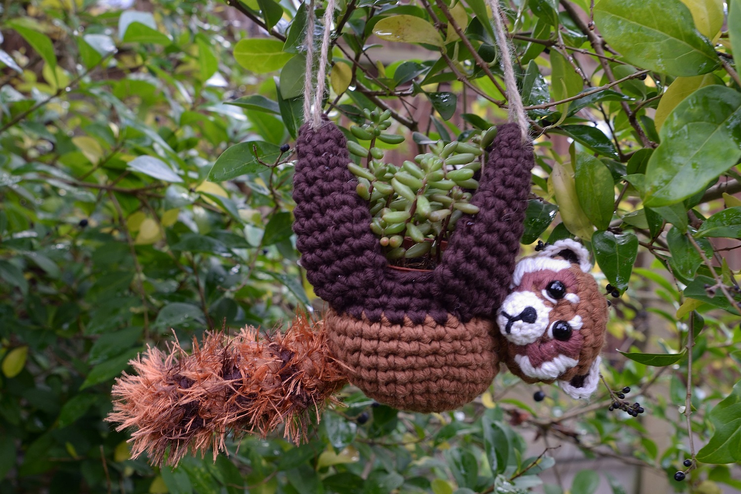 Red Panda