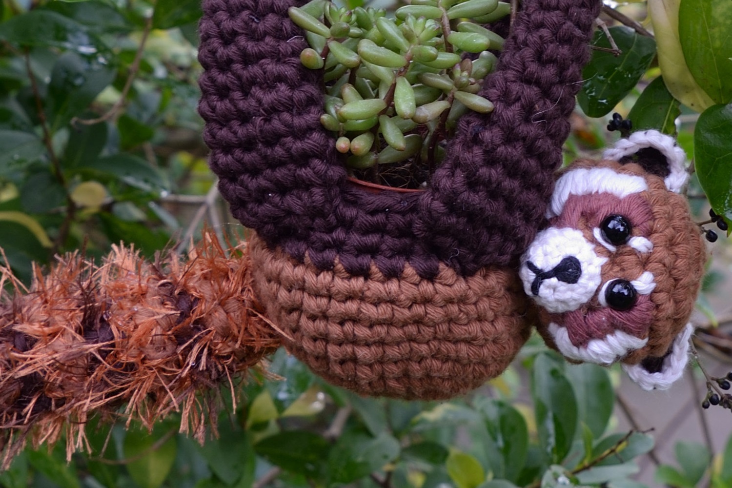 Red Panda