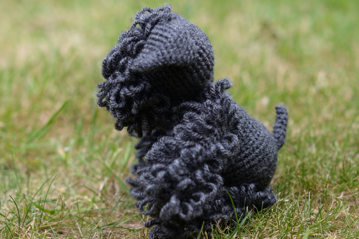 Kerry Blue Terrier