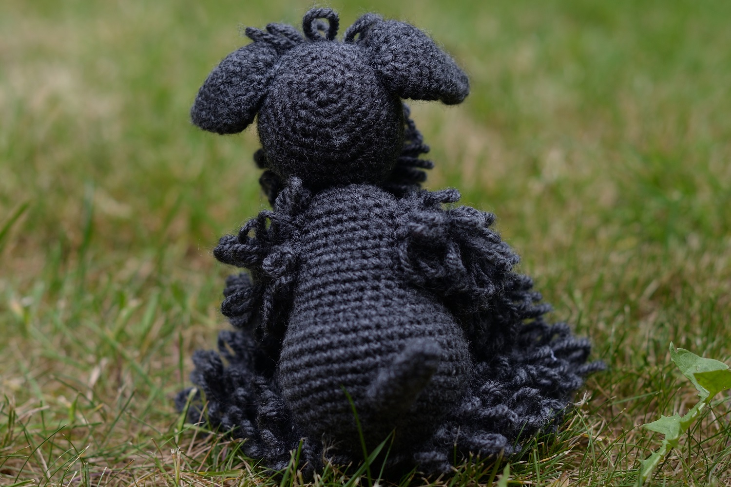 Kerry Blue Terrier