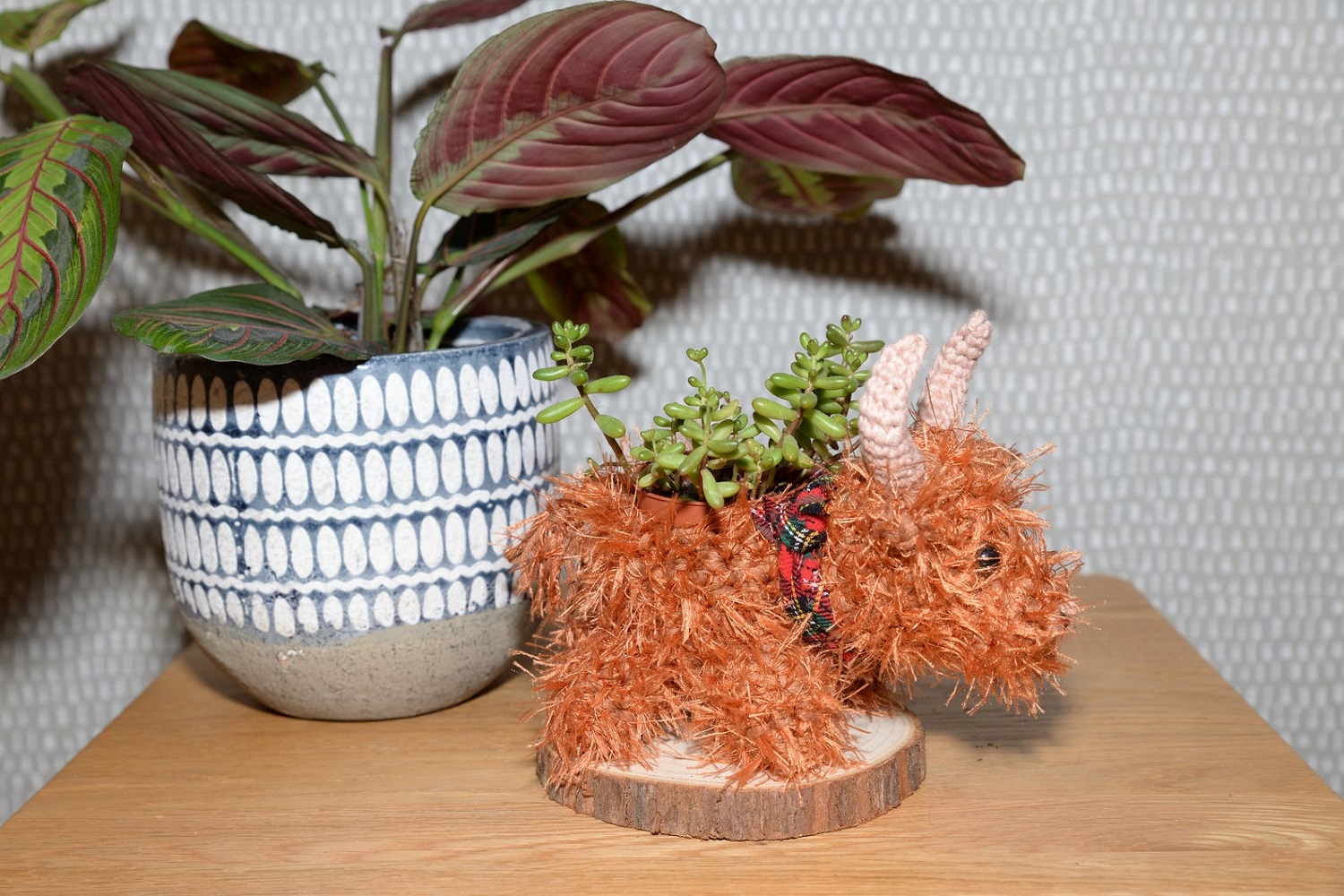 Highland Cow