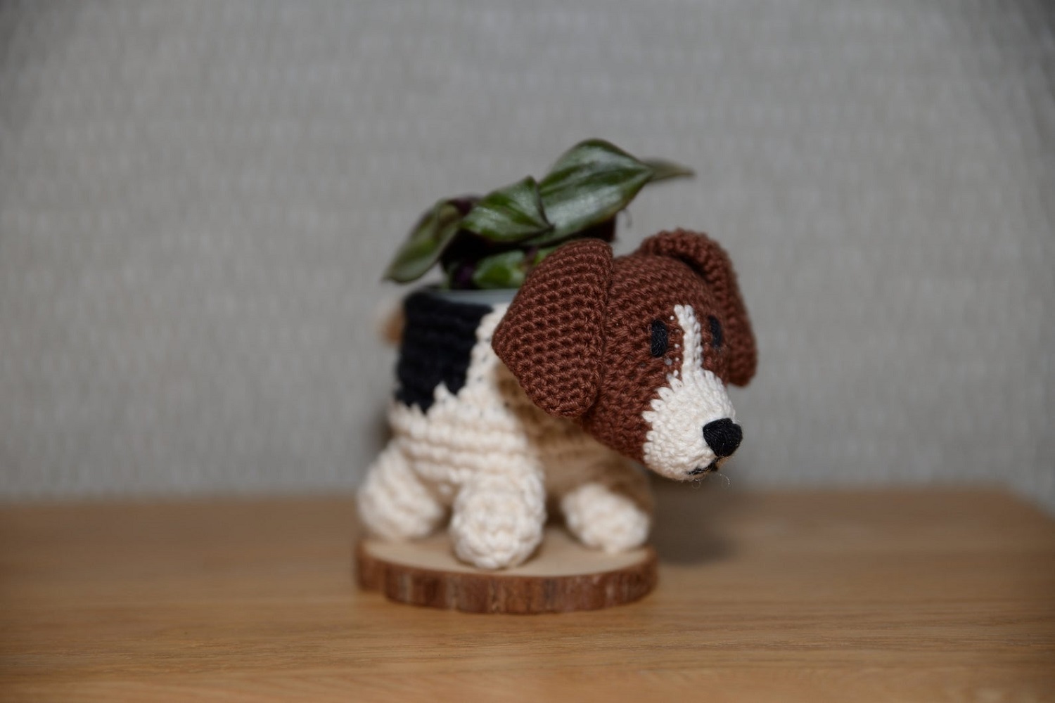 Jack Russell Terrier