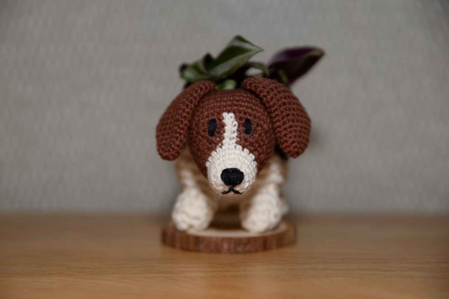 Jack Russell Terrier