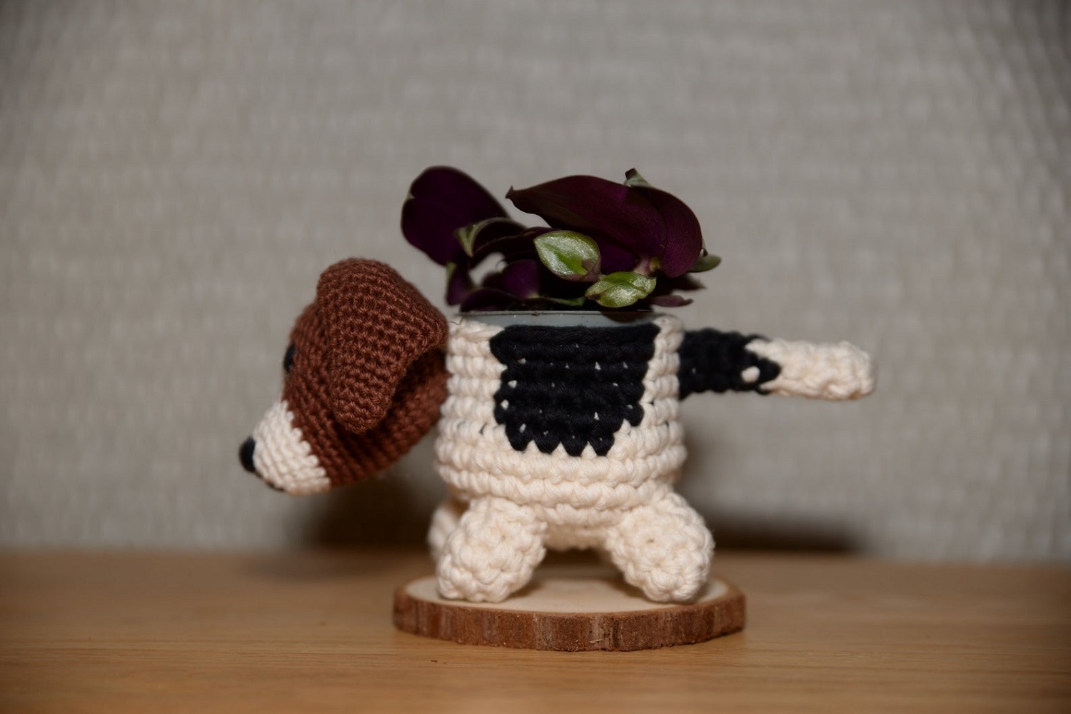 Jack Russell Terrier