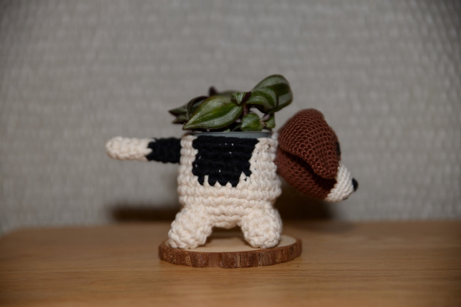 Jack Russell Terrier